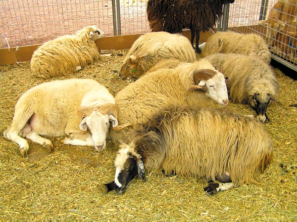 Neben Ziegen ist die Schafhaltung weit verbreitet