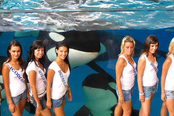 Die Orcas bestaunen die schönen Frauen