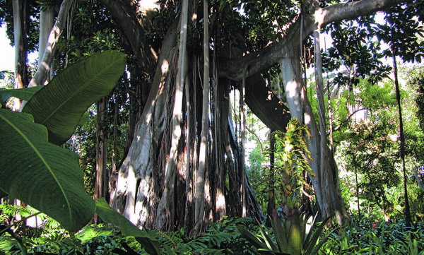 Die Hauptattraktion des Botanischen Gartens ist eine gigantische brasilianische Würgerfeige