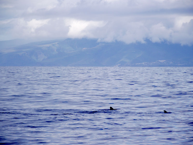 Walflossen vor La Gomera